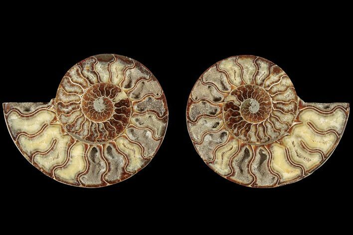 Cut & Polished, Agatized Ammonite Fossil - Crystal Filled #184152